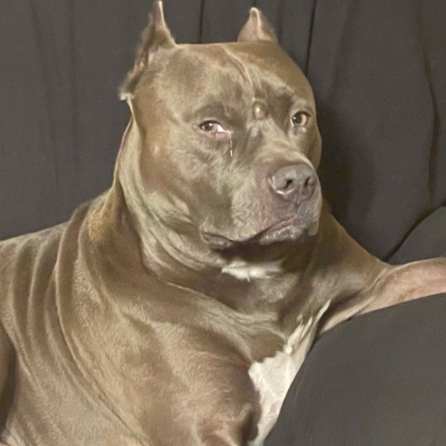 Zeus – Office dog